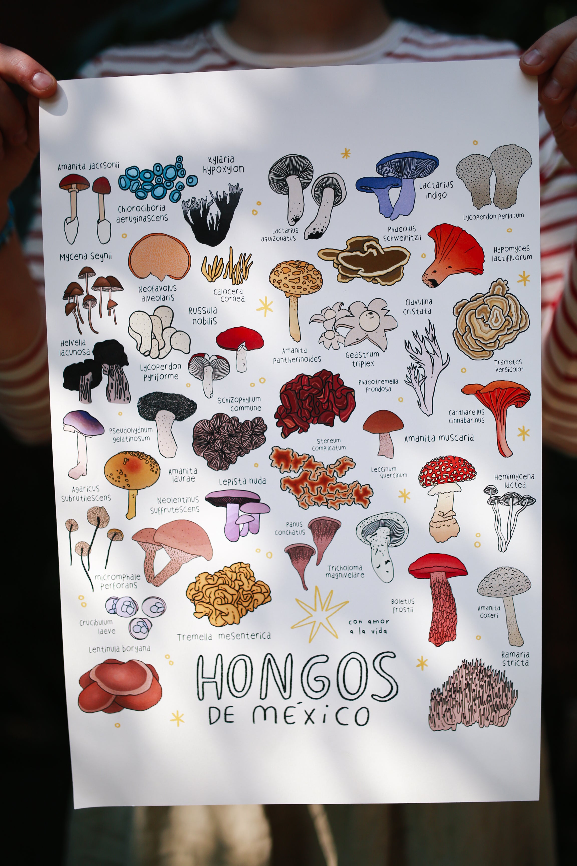 Print hongos de México