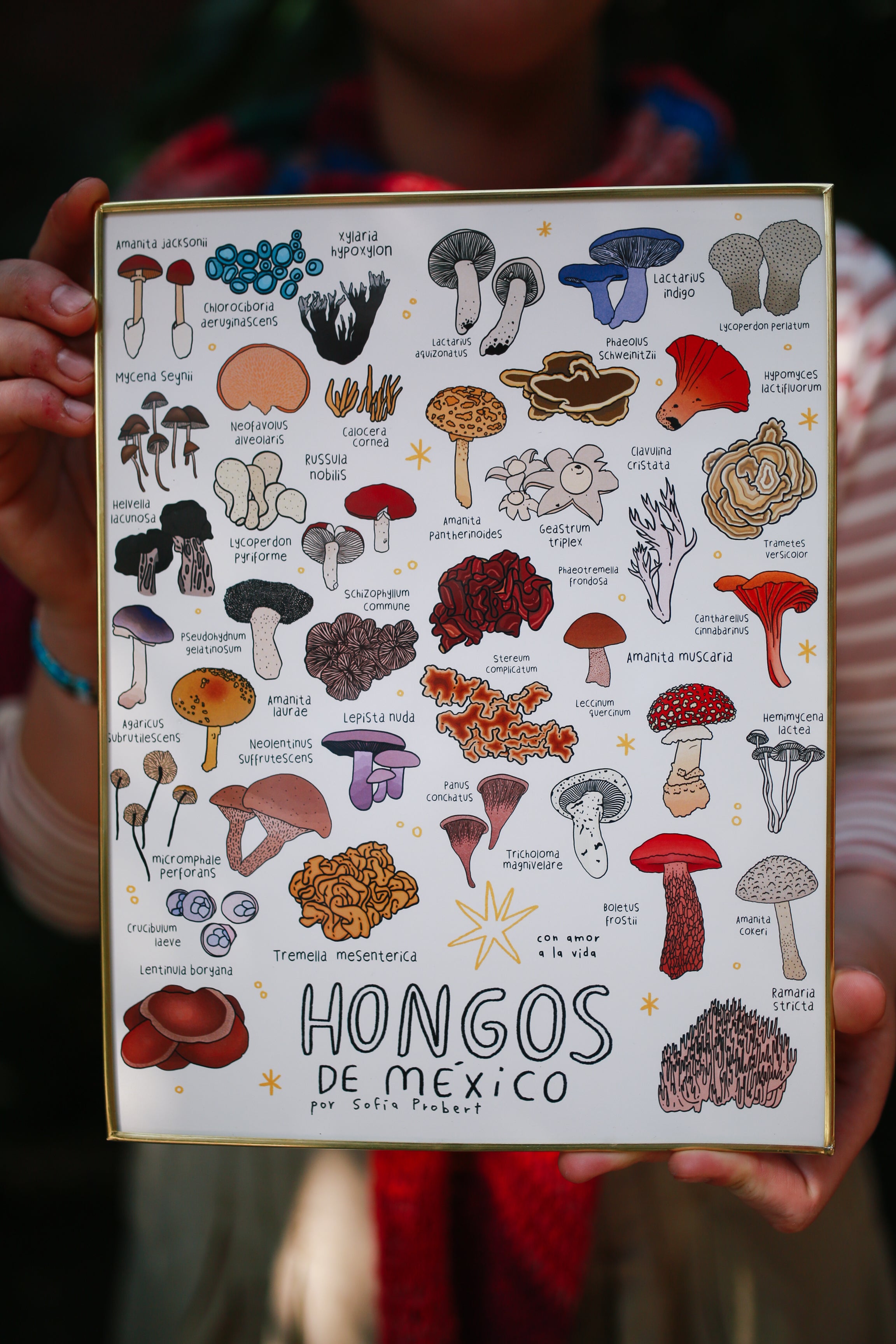 Print hongos de México