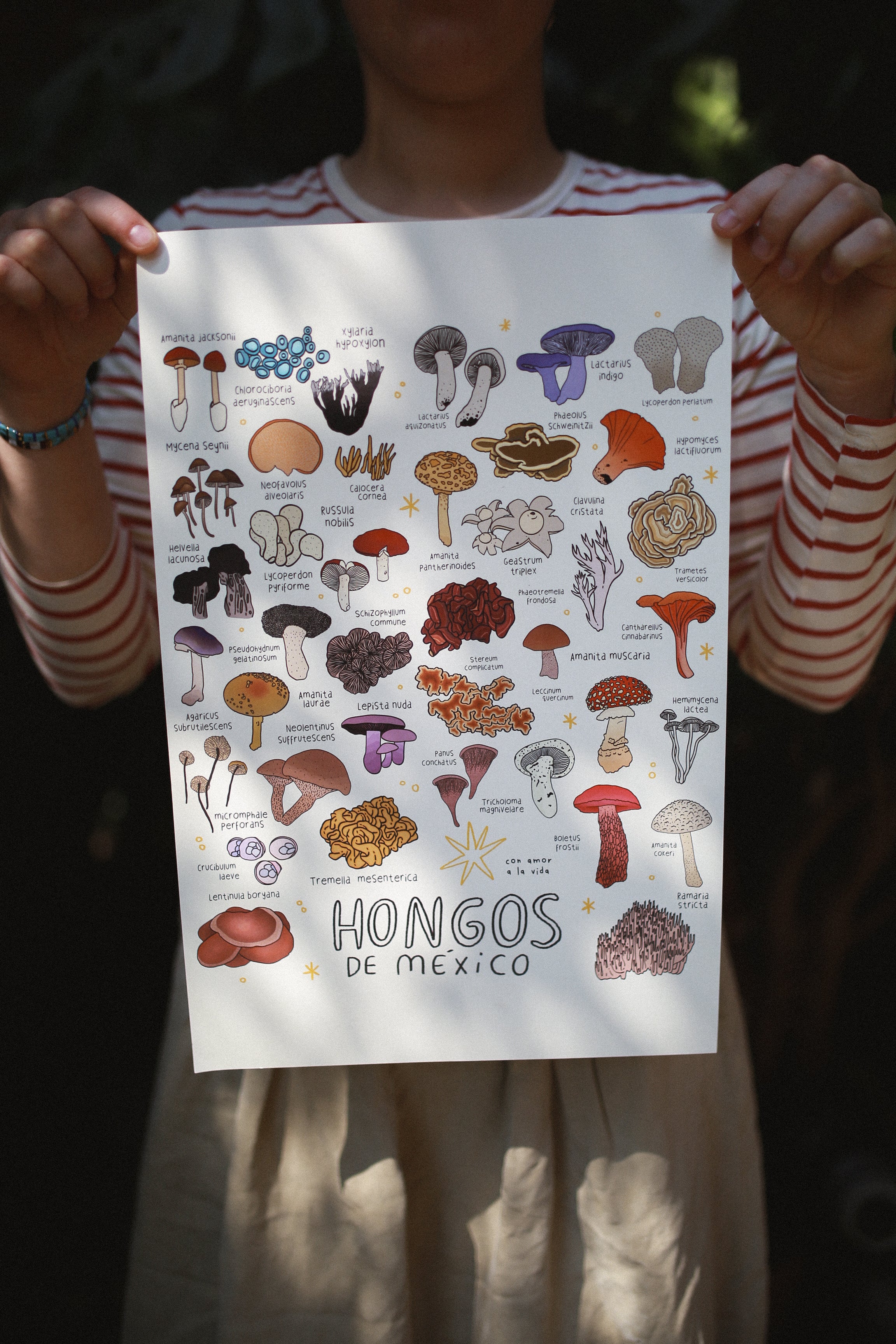 Print hongos de México