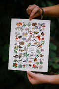 Print animales y plantas de la CDMX