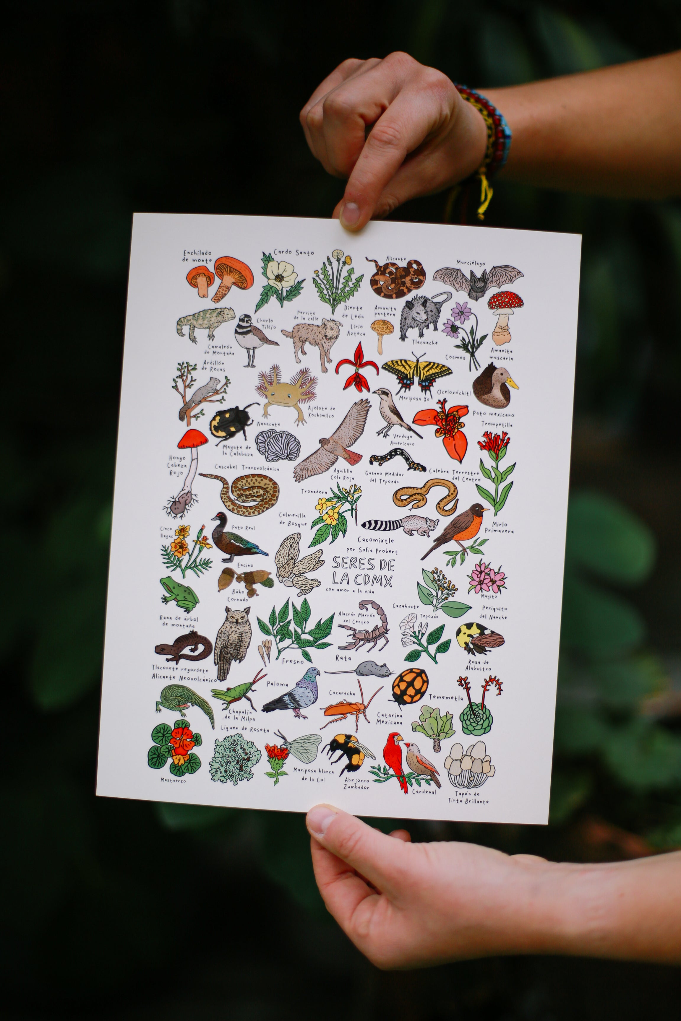 Print animales y plantas de la CDMX