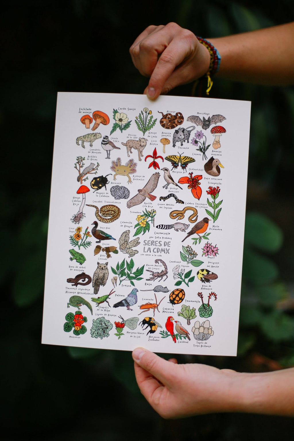 Print animales y plantas de la CDMX - Sofía Probert