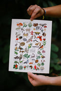 Print animales y plantas de la CDMX - Sofía Probert