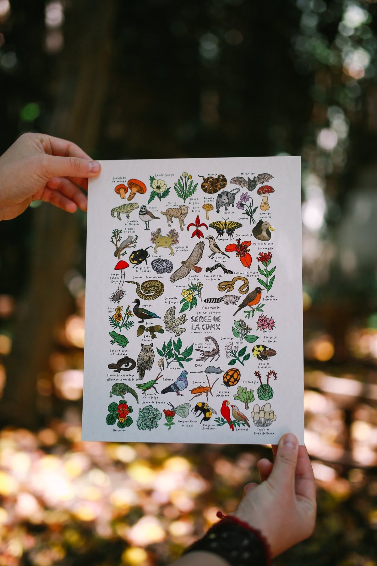 Print animales y plantas de la CDMX - Sofía Probert