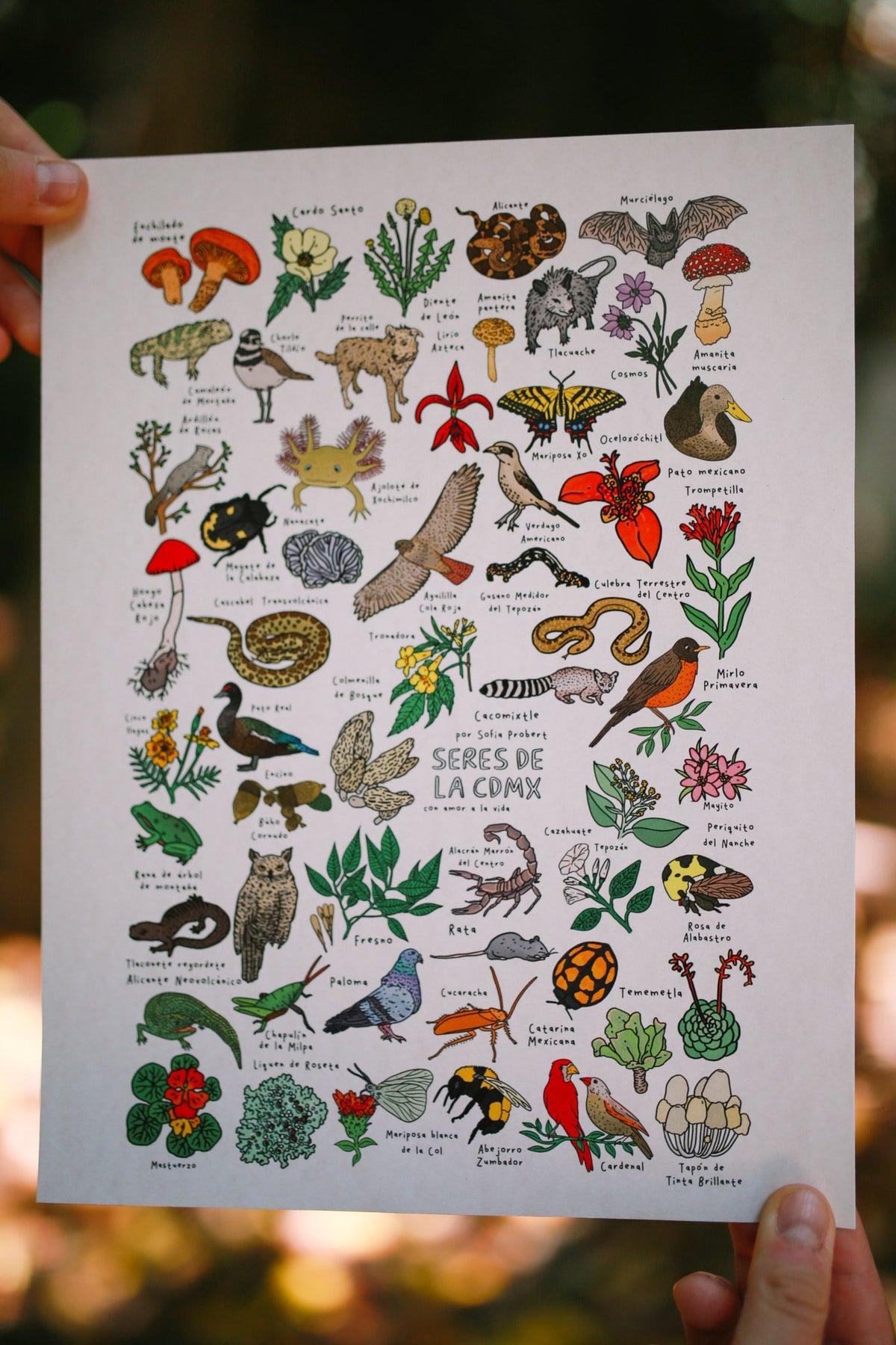 Print animales y plantas de la CDMX - Sofía Probert
